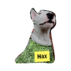 MaxTheBullTerrier2