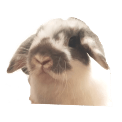 Holland lop okayu