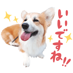 コーギーまるこの日常会話スタンプ３