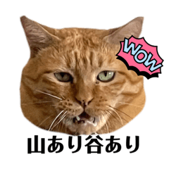 catbucho