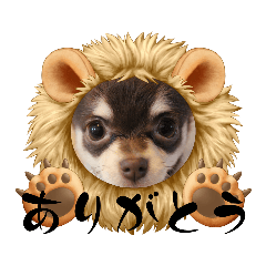 chiwawanomugi_20221008143309