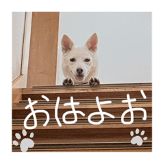 omochi_20221008143033