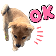 shirochan_20221008162001