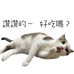 肉球日常欸