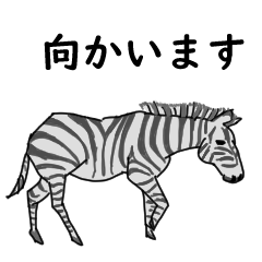 Zebra For Daily use01