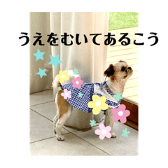 champ vert_20221007224750