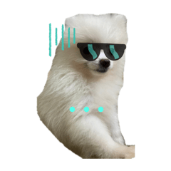 偶似狐狸博美唷!古錐ㄟ發財迪迪是也XD趴tow