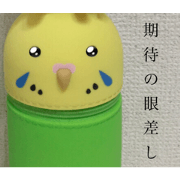 daily parakeet two w