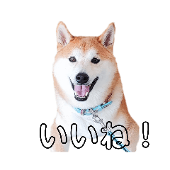 Shiba dog Communication Stamp