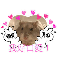 我的鼠鼠天天
