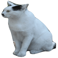 stray white cat