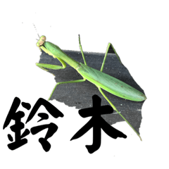 鈴木のカマキリ