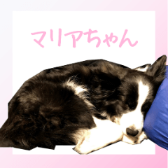 (modified) picture sticker_a cute dog