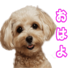 maltipoo Dog Coco Photo Sticker VOL.1