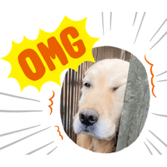 golden retriever_jupi