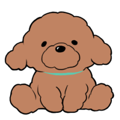 A toy poodle who is energetic every day