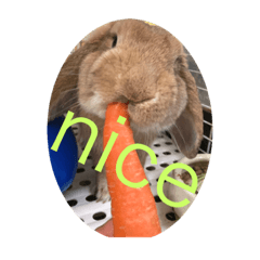 rabbit_20221010192610