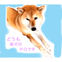 Shiba_20221010224015