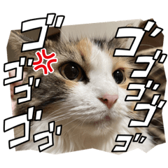 yayoi_20221010191906