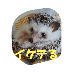 shimanekko_20221011121416