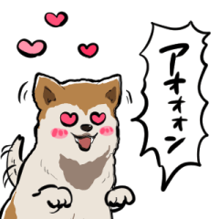 Akita dog that conveys feelings