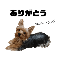Yorkshire terrier sticker!