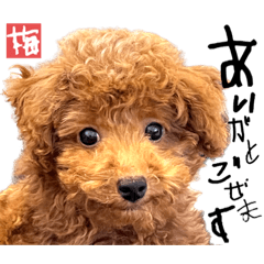 shonshon_20221011221941