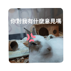 芝麻元宵兔兔原圖表情貼