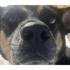 我家養的狗叫寶貝