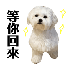 軟趴趴の黑皮小偷比（第二彈）