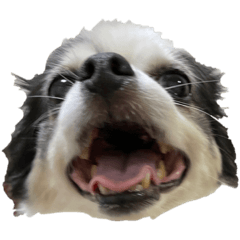 shogo's kitchen_20221012193610