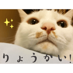 everyday_milk_san