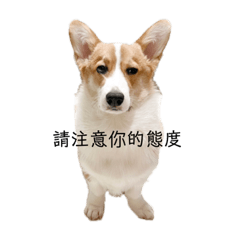 芋圓駕到