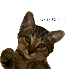 Rinosan_20221013111004