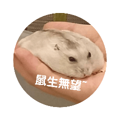 鼠鼠小黃金