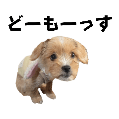 蓮くん＆詩ちゃん(山形弁Ｖｅｒ．) 犬ワン