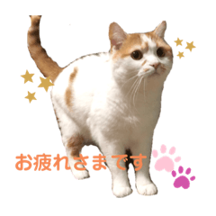Koppy27
