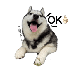 huskybella
