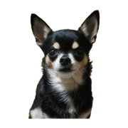 Dog_20221013210452