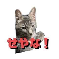 ruru_20221014140240