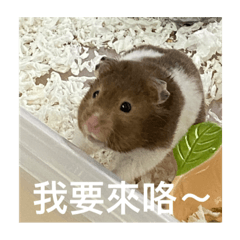 鳥蛋的日常