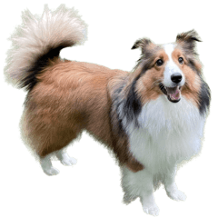 shetland sheepdog_mei