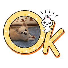 koumechihuahua
