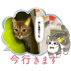 alice_20221015201306