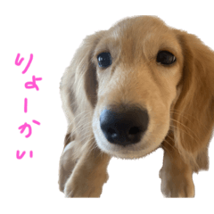 ARISA_20221015211009