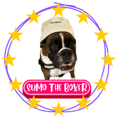 Woofme with Sumo the Boxer