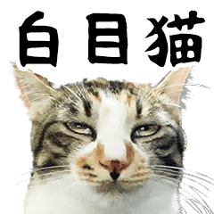 Mina - Ketsu Drum Cat 2