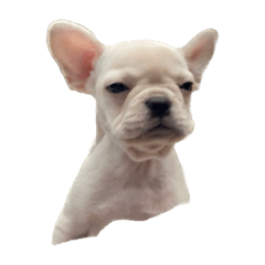 法鬥-屁屁的生活