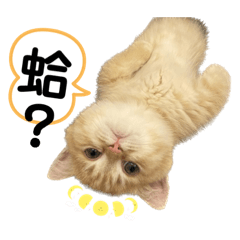 憨吉精選
