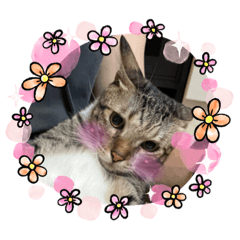 貓咪2.0偷渡貓貓柴